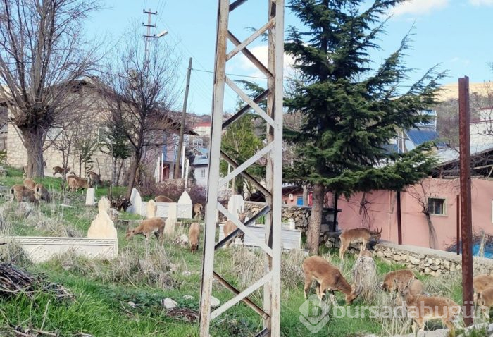 Yaban keçileri çatılara çıktı