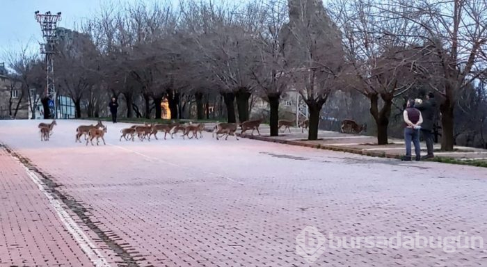 Yaban keçileri çatılara çıktı