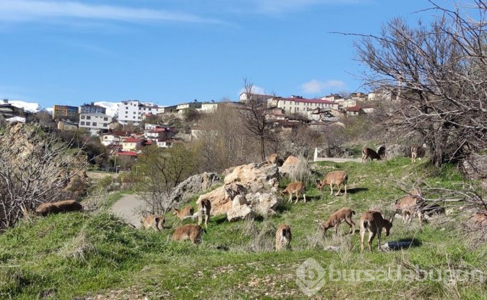 Yaban keçileri çatılara çıktı
