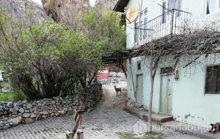 Yaban keçileri çatılara çıktı
