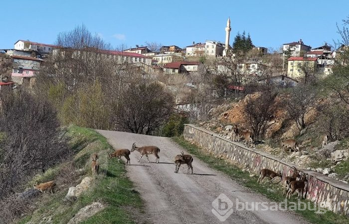 Yaban keçileri çatılara çıktı