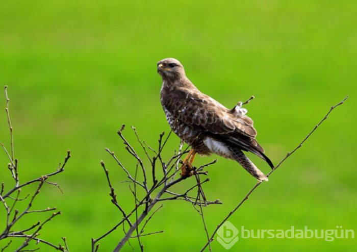 168 kuş türüne ev sahipliği yapıyor