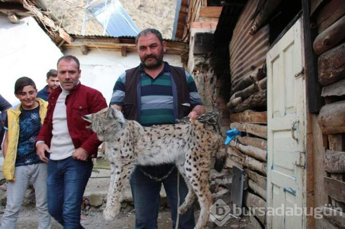 'Önce aslan sandım...'