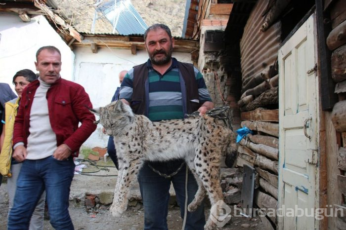 Vaşağı yakalamak 10 saat sürdü