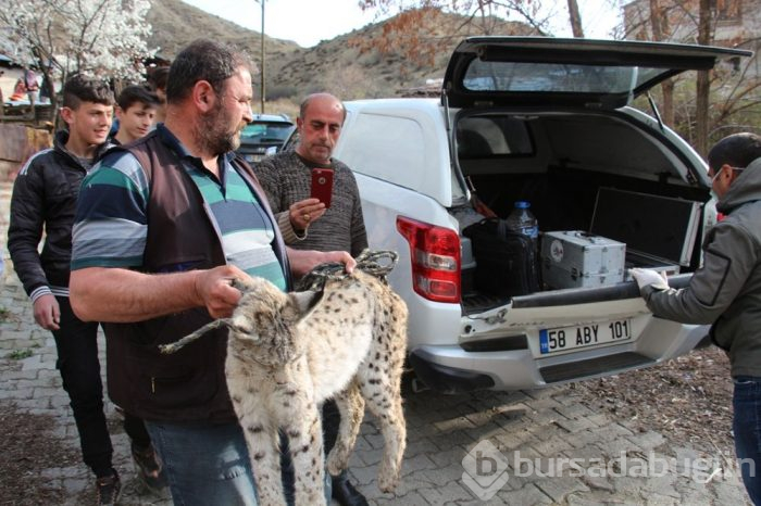 Vaşağı yakalamak 10 saat sürdü