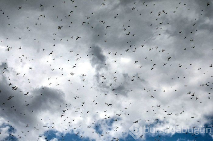 Birleşmiş Milletler'den çekirge uyarısı! 