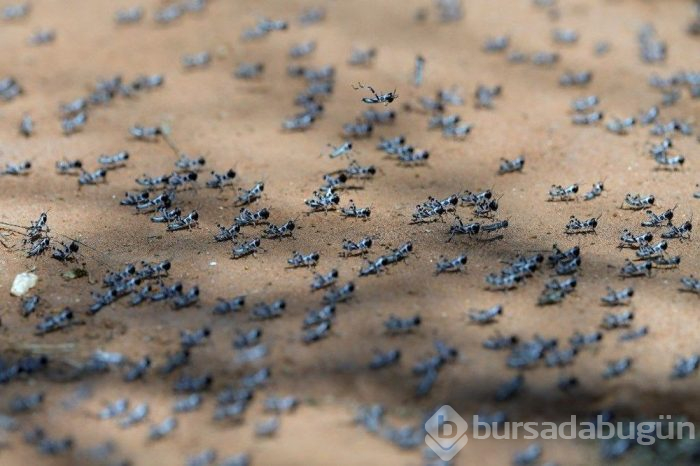 Birleşmiş Milletler'den çekirge uyarısı! 