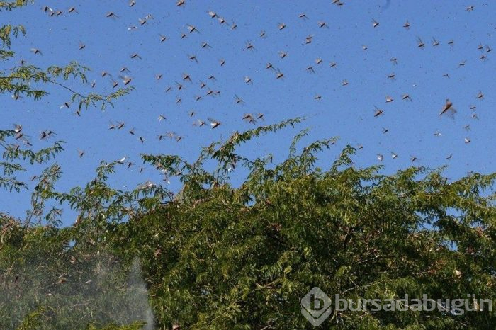 Birleşmiş Milletler'den çekirge uyarısı! 