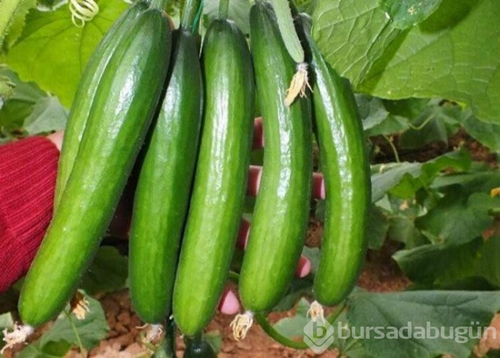 Karantina günlerinde kendiniz yetiştirin 