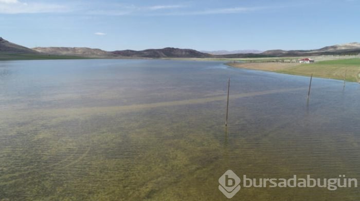 Geçen yaz kurumuştu, şimdi eski ihtişamına kavuştu