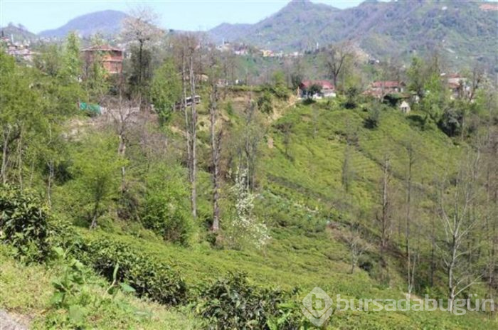 Rize'nin Kalkandere ilçesi karantinaya alındı