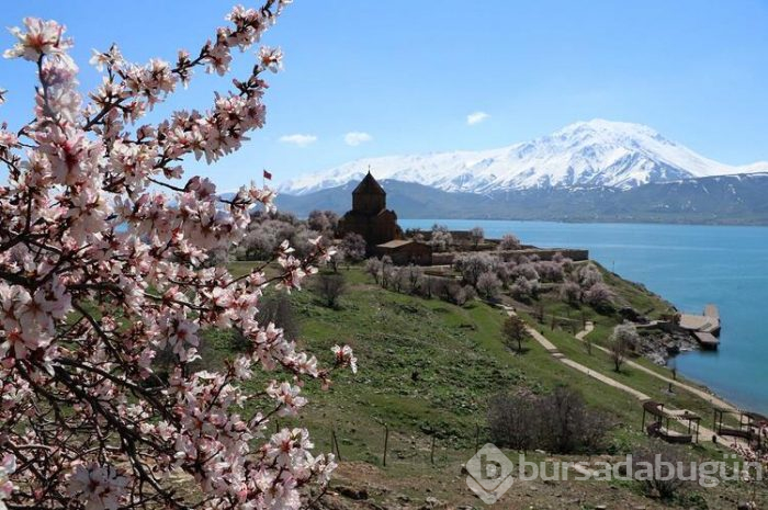 Çiçeklere bürünen Akdamar Adası görsel şölen sunuyor