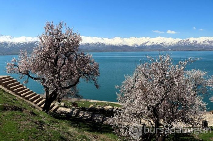 Çiçeklere bürünen Akdamar Adası görsel şölen sunuyor