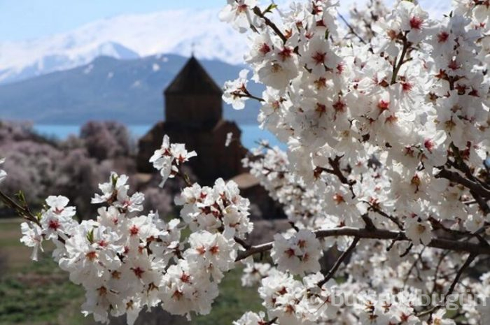 Çiçeklere bürünen Akdamar Adası görsel şölen sunuyor
