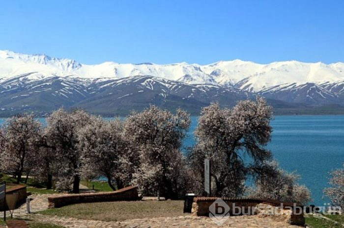 Çiçeklere bürünen Akdamar Adası görsel şölen sunuyor