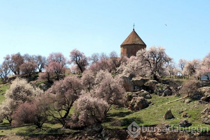 Çiçeklere bürünen Akdamar Adası görsel şölen sunuyor