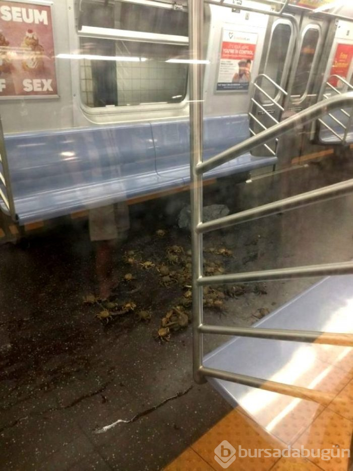 Metro istasyonunda tüylerini aldı