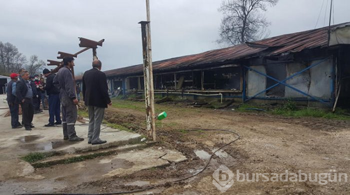Düzce'de elektrik arızası yüzünden 12 bin tavuk telef oldu