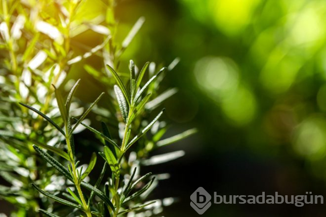 Kanser türlerine karşı kalkan oluyor!