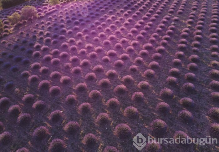 İşte Türkiye'nin lavanta başkenti