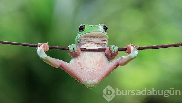 Kurbağaların tahmin edemeyeceğiniz eğlenceli dünyası