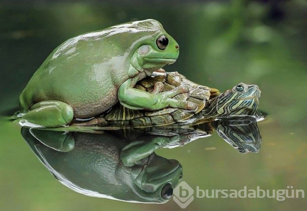 Kurbağaların tahmin edemeyeceğiniz eğlenceli dünyası