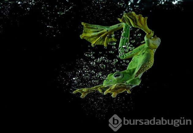 Kurbağaların tahmin edemeyeceğiniz eğlenceli dünyası