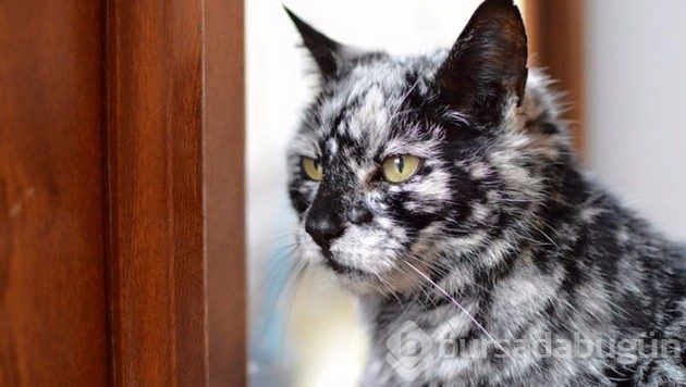 Deri rahatsızlığı nedeniyle rengi siyahtan beyaza dönen kedi