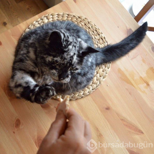 Deri rahatsızlığı nedeniyle rengi siyahtan beyaza dönen kedi
