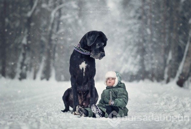 Büyük köpekler ve küçük dostları