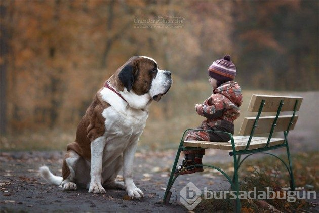 Büyük köpekler ve küçük dostları