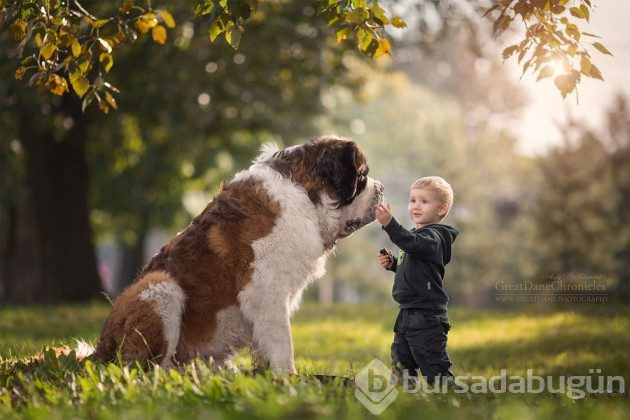 Büyük köpekler ve küçük dostları