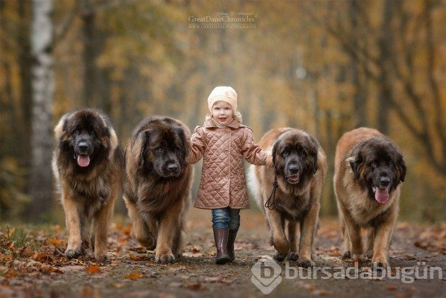Büyük köpekler ve küçük dostları
