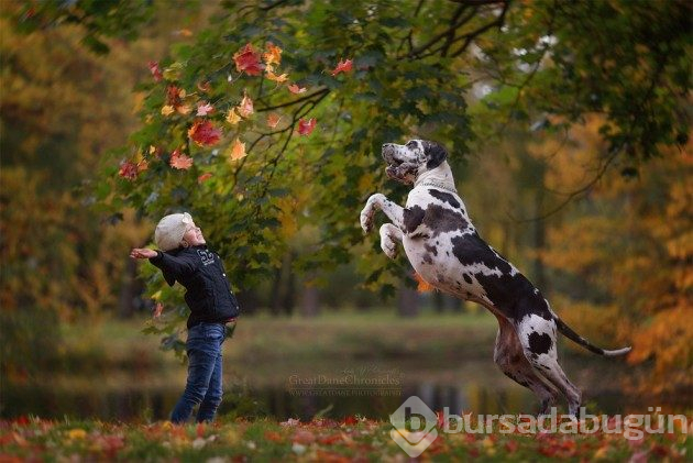 Büyük köpekler ve küçük dostları