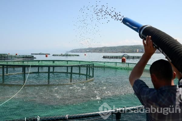 Kültür balıklıçılığına ilgi arttı