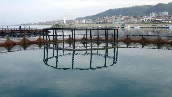 Kültür balıklıçılığına ilgi arttı