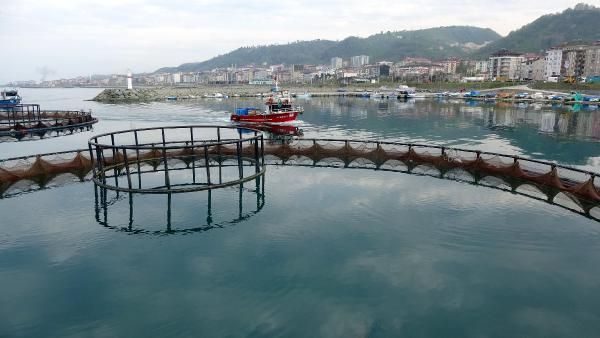 Kültür balıklıçılığına ilgi arttı
