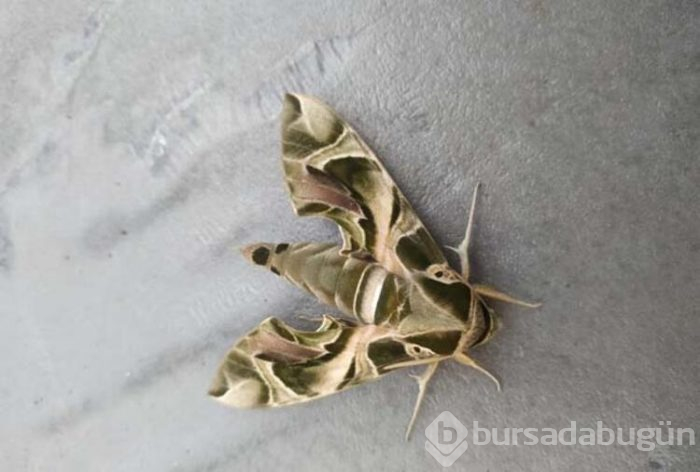 'Mekik Kelebeği' bulundu