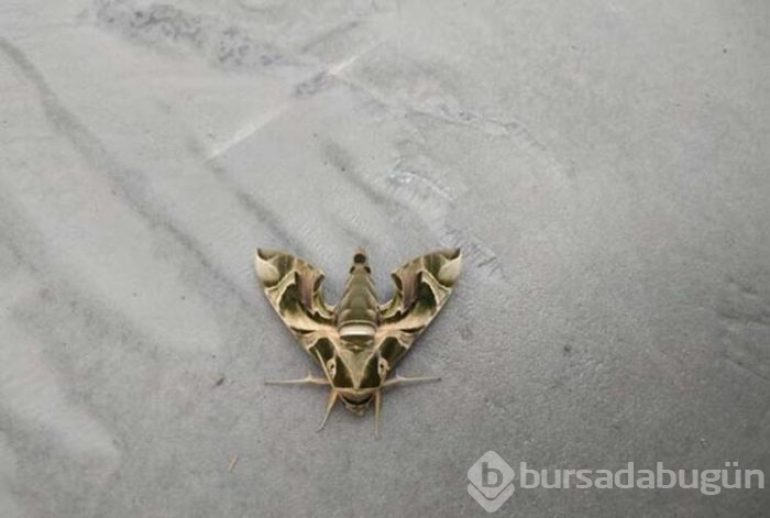 'Mekik Kelebeği' bulundu