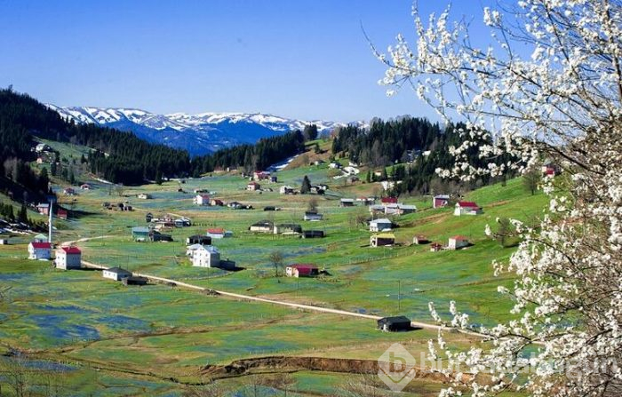 Koronavirüs nedeniyle 'Mor Yayla'ya ziyaretçi yasağı