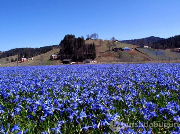 Koronavirüs nedeniyle 'Mor Yayla'ya ziyaretçi yasağı