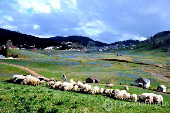 Koronavirüs nedeniyle 'Mor Yayla'ya ziyaretçi yasağı