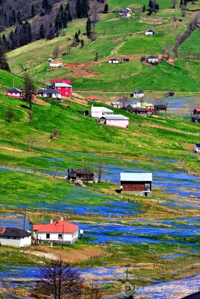 Koronavirüs nedeniyle 'Mor Yayla'ya ziyaretçi yasağı