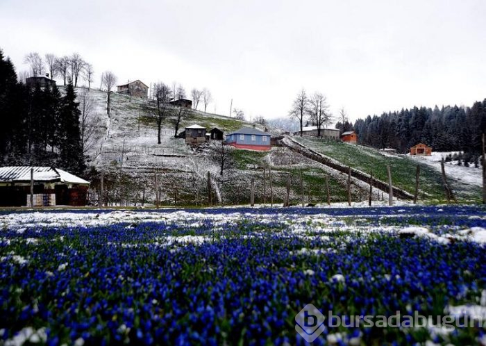 Koronavirüs nedeniyle 'Mor Yayla'ya ziyaretçi yasağı