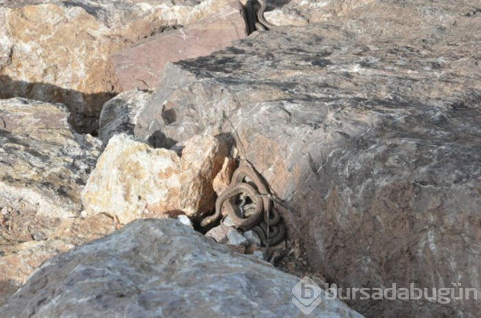 Neler oluyor? İki ilde görülen yılan sürüleri...