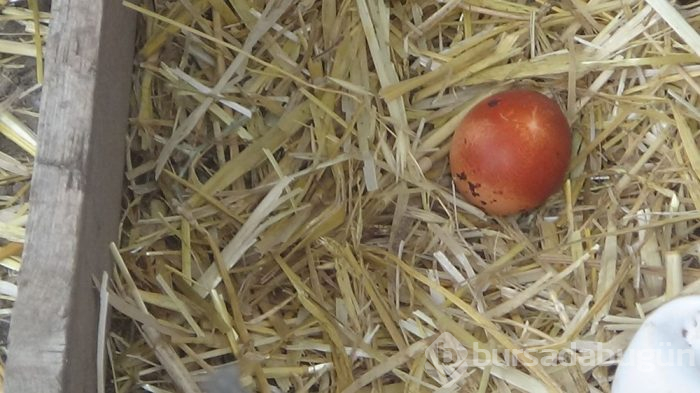 Tavuğun yumurtası maydanoz deseniyle çıktı