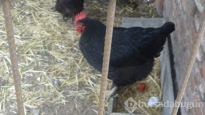 Tavuğun yumurtası maydanoz deseniyle çıktı