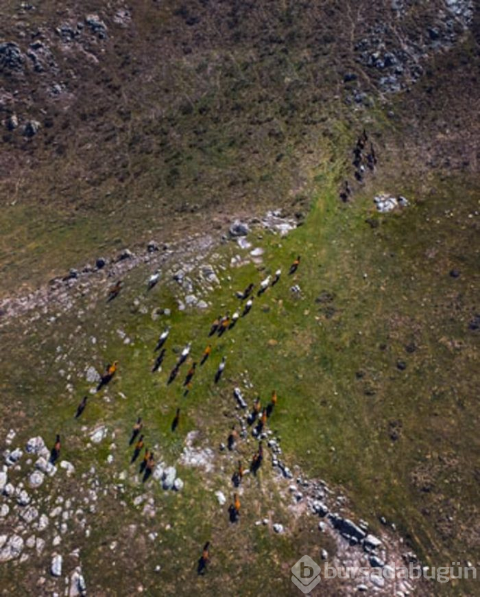 Yılkı atları drone ile görüntülendi