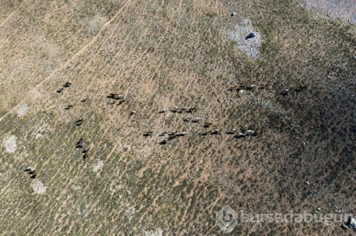 Yılkı atları drone ile görüntülendi