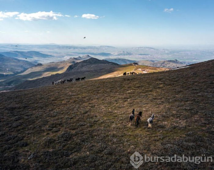 Yılkı atları drone ile görüntülendi